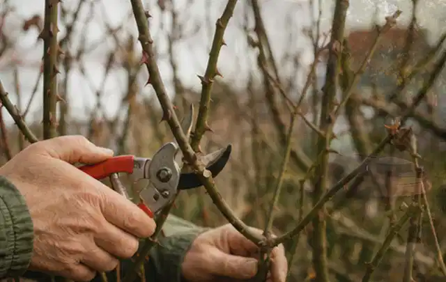 Hände schneiden einen älteren Rosenstrauch mit einer sauberen Gartenschere; Thema Akku Gartengeräte, Schwerpunkt Anwendung; Kontrolle.