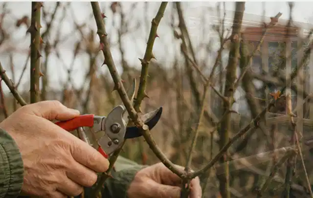 Hände schneiden einen älteren Rosenstrauch mit einer sauberen Gartenschere; Thema Akku Gartengeräte, Schwerpunkt Bestenliste; Umsetzung.