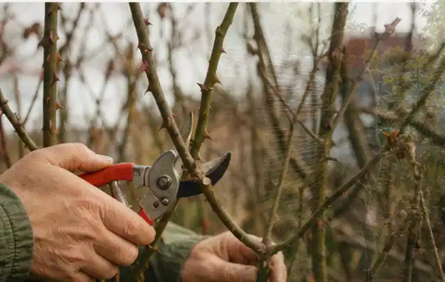 Hände schneiden einen älteren Rosenstrauch mit einer sauberen Gartenschere; Thema Akku Gartengeräte, Schwerpunkt Dimensionierung; Praxisalltag.
