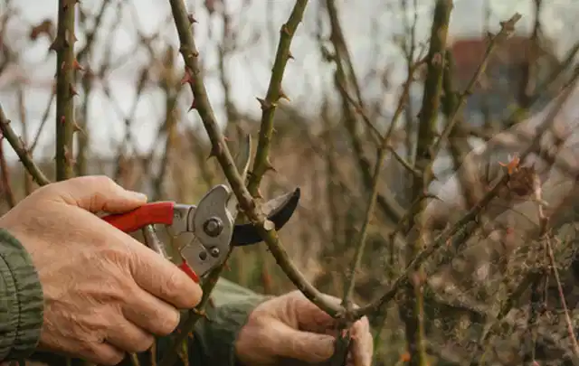 Hände schneiden einen älteren Rosenstrauch mit einer sauberen Gartenschere; Thema Akku Gartengeräte, Schwerpunkt Ersatzteile; Kontrolle.