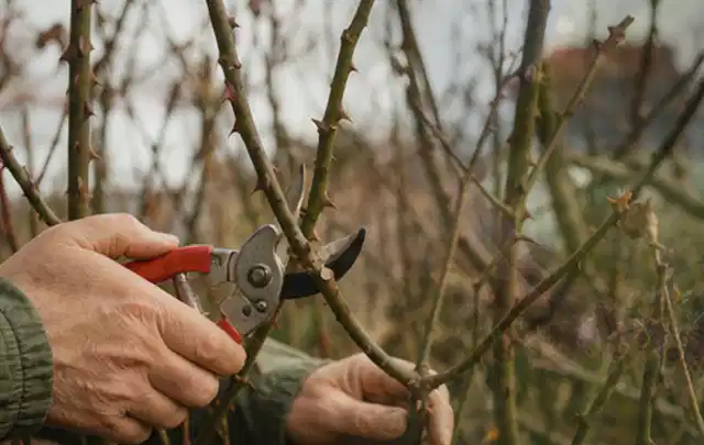 Hände schneiden einen älteren Rosenstrauch mit einer sauberen Gartenschere; Thema Akku Gartengeräte, Schwerpunkt Fehlerhilfe; Praxisalltag.