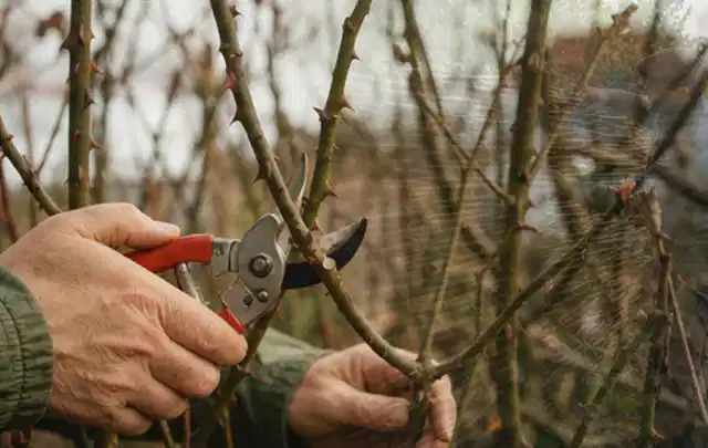 Hände schneiden einen älteren Rosenstrauch mit einer sauberen Gartenschere; Thema Akku Gartengeräte, Schwerpunkt Gärten mit großer Fläche; Umsetzung.