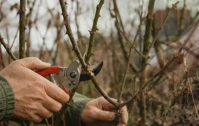 Hände schneiden einen älteren Rosenstrauch mit einer sauberen Gartenschere; Thema Akku Gartengeräte, Schwerpunkt Gartengeräte; Umsetzung.