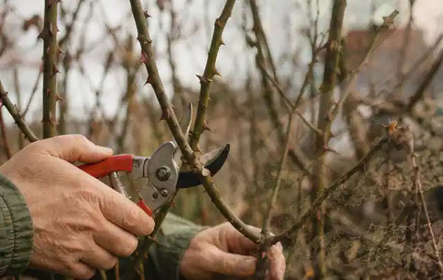 Hände schneiden einen älteren Rosenstrauch mit einer sauberen Gartenschere; Thema Akku Gartengeräte, Schwerpunkt Kaufberatung; Praxisalltag.