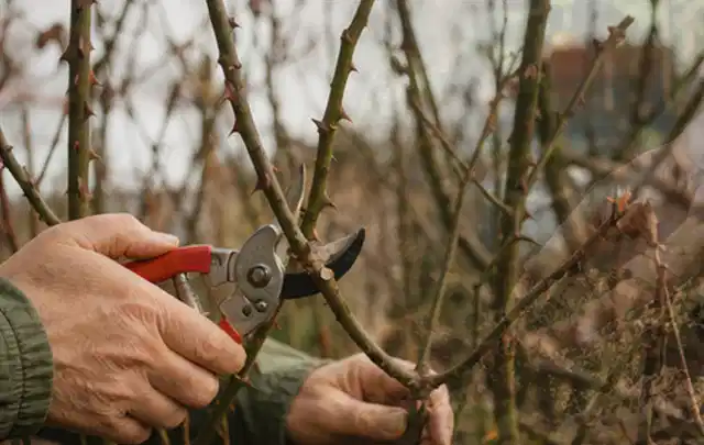 Hände schneiden einen älteren Rosenstrauch mit einer sauberen Gartenschere; Thema Akku Gartengeräte, Schwerpunkt Kosten; Kontrolle.