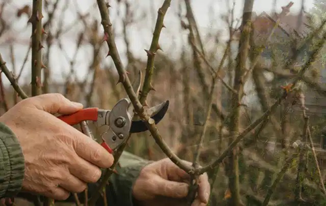 Hände schneiden einen älteren Rosenstrauch mit einer sauberen Gartenschere; Thema Akku Gartengeräte, Schwerpunkt Leistung; Praxisalltag.