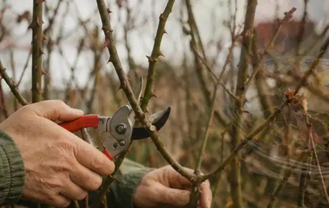 Hände schneiden einen älteren Rosenstrauch mit einer sauberen Gartenschere; Thema Akku Gartengeräte, Schwerpunkt Nachhaltigkeit; Ergebnis.