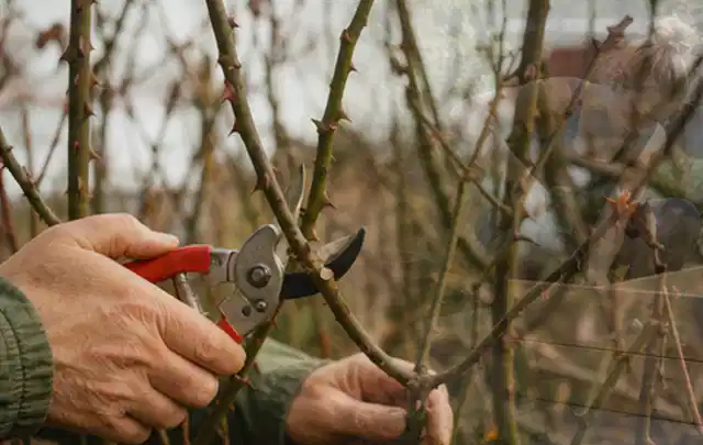 Hände schneiden einen älteren Rosenstrauch mit einer sauberen Gartenschere; Thema Akku Gartengeräte, Schwerpunkt Reinigung; Umsetzung.