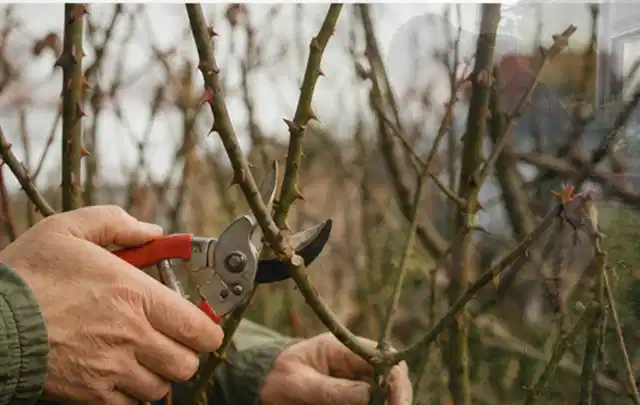 Hände schneiden einen älteren Rosenstrauch mit einer sauberen Gartenschere; Thema Akku Gartengeräte, Schwerpunkt Sicherheit; Praxisalltag.
