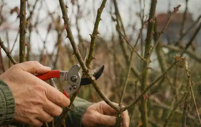 Hände schneiden einen älteren Rosenstrauch mit einer sauberen Gartenschere; Thema Akku Gartengeräte, Schwerpunkt Testkriterien; Ergebnis.