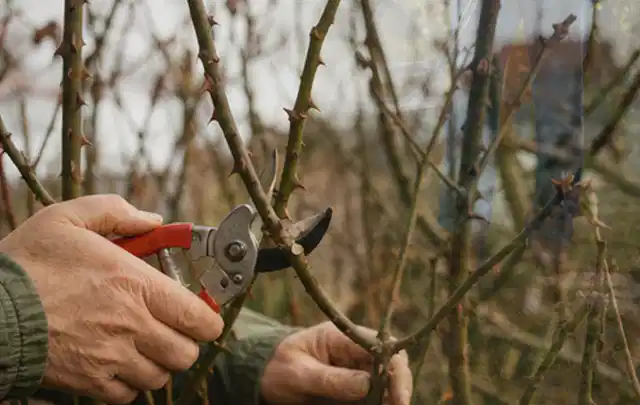 Hände schneiden einen älteren Rosenstrauch mit einer sauberen Gartenschere; Thema Akku Gartengeräte, Schwerpunkt Vergleich; Umsetzung.