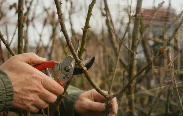Hände schneiden einen älteren Rosenstrauch mit einer sauberen Gartenschere; Thema Akku Gartengeräte, Schwerpunkt Wartung; Kontrolle.