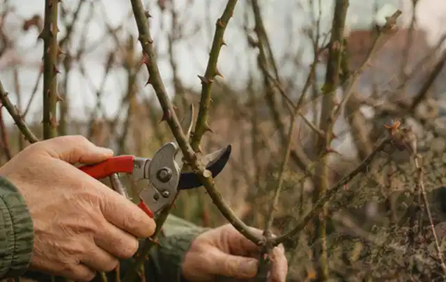 Hände schneiden einen älteren Rosenstrauch mit einer sauberen Gartenschere; Thema Akku Gartengeräte, Schwerpunkt Winterlager; Ausgangslage.