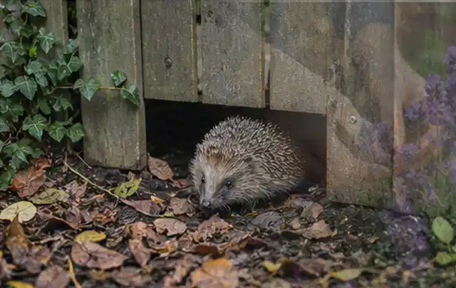 Igel nutzt einen bodennahen Durchgang unter einem hölzernen Gartenzaun; Thema Ameisen, Schwerpunkt Bestimmung; Ausgangslage.