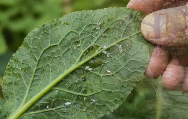 Hand hält ein Blatt mit kleinen hellen Schädlingen auf der Unterseite; Thema Ameisen, Schwerpunkt Bestimmung; Ergebnis.