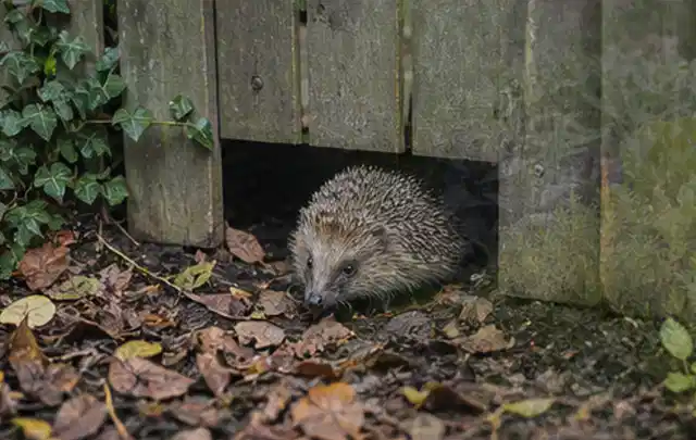 Igel nutzt einen bodennahen Durchgang unter einem hölzernen Gartenzaun; Thema Ameisen, Schwerpunkt Biologie; Ausgangslage.