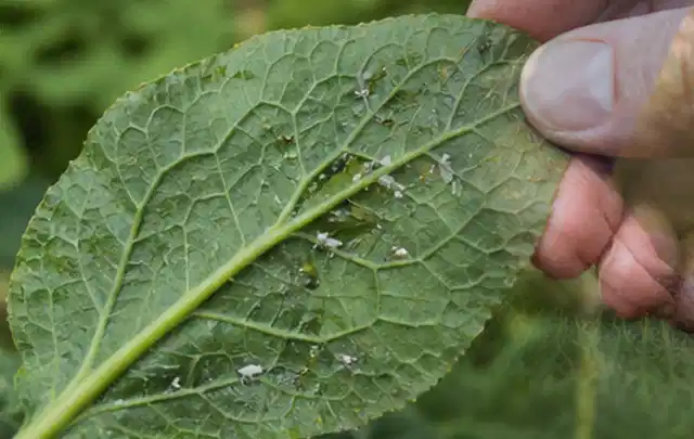 Hand hält ein Blatt mit kleinen hellen Schädlingen auf der Unterseite; Thema Ameisen, Schwerpunkt Biologie; Ergebnis.