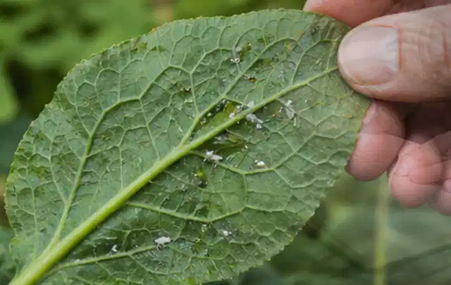 Hand hält ein Blatt mit kleinen hellen Schädlingen auf der Unterseite; Thema Ameisen, Schwerpunkt Fehlerhilfe; Ausgangslage.
