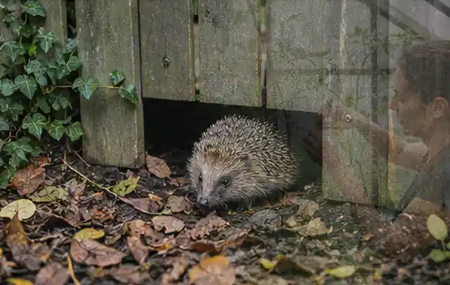 Igel nutzt einen bodennahen Durchgang unter einem hölzernen Gartenzaun; Thema Ameisen, Schwerpunkt Fehlerhilfe; Ergebnis.