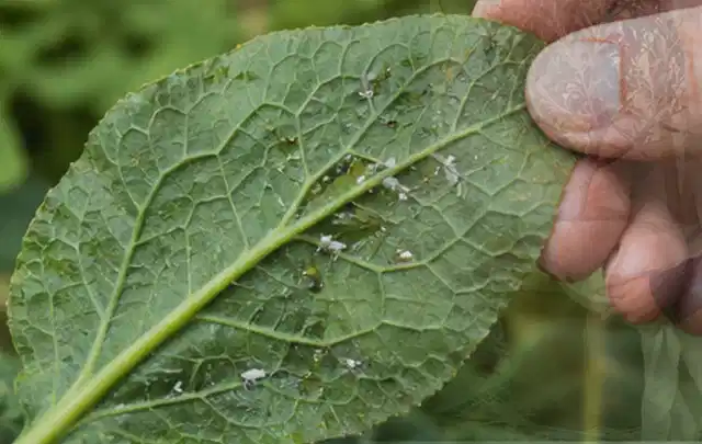 Hand hält ein Blatt mit kleinen hellen Schädlingen auf der Unterseite; Thema Ameisen, Schwerpunkt Gewächshaus; Kontrolle.