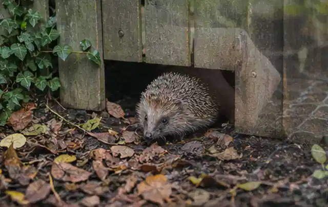 Igel nutzt einen bodennahen Durchgang unter einem hölzernen Gartenzaun; Thema Ameisen, Schwerpunkt Gewächshaus; Praxisalltag.
