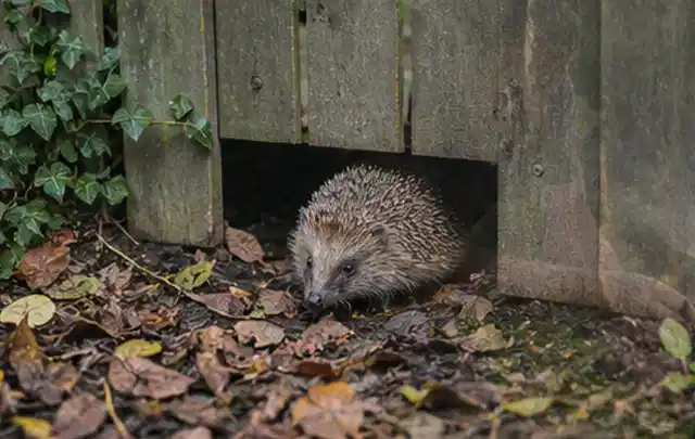 Igel nutzt einen bodennahen Durchgang unter einem hölzernen Gartenzaun; Thema Ameisen, Schwerpunkt Giftfreie Hilfe; Ausgangslage.