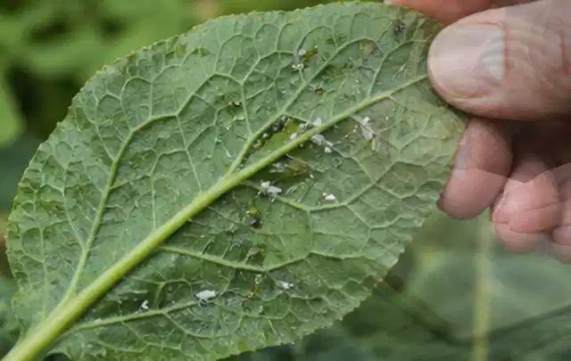 Hand hält ein Blatt mit kleinen hellen Schädlingen auf der Unterseite; Thema Ameisen, Schwerpunkt Giftfreie Hilfe; Umsetzung.