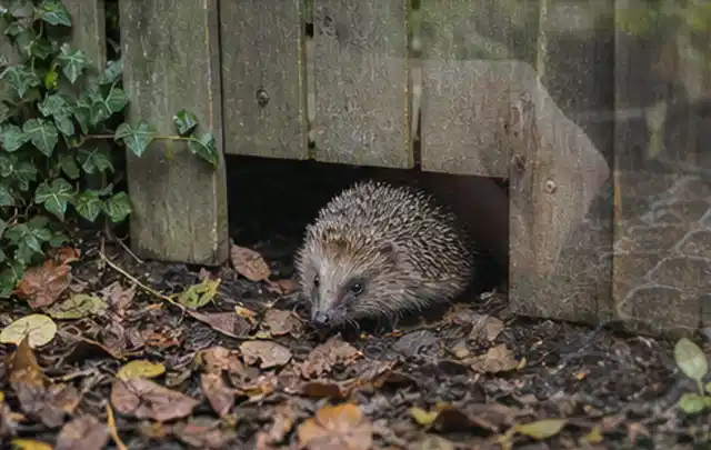 Igel nutzt einen bodennahen Durchgang unter einem hölzernen Gartenzaun; Thema Ameisen, Schwerpunkt Hausmittel; Ausgangslage.