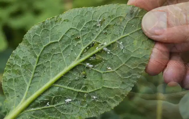 Hand hält ein Blatt mit kleinen hellen Schädlingen auf der Unterseite; Thema Ameisen, Schwerpunkt Hausmittel; Kontrolle.
