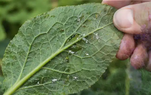 Hand hält ein Blatt mit kleinen hellen Schädlingen auf der Unterseite; Thema Ameisen, Schwerpunkt Natürliche Bekämpfung; Umsetzung.