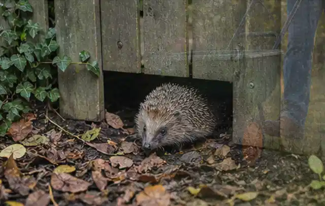 Igel nutzt einen bodennahen Durchgang unter einem hölzernen Gartenzaun; Thema Ameisen, Schwerpunkt Natürliche Bekämpfung; Praxisalltag.