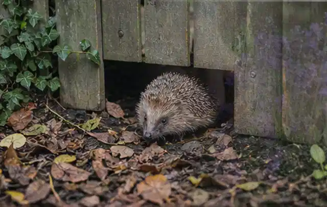 Igel nutzt einen bodennahen Durchgang unter einem hölzernen Gartenzaun; Thema Ameisen, Schwerpunkt Pflanzenhilfe; Ausgangslage.