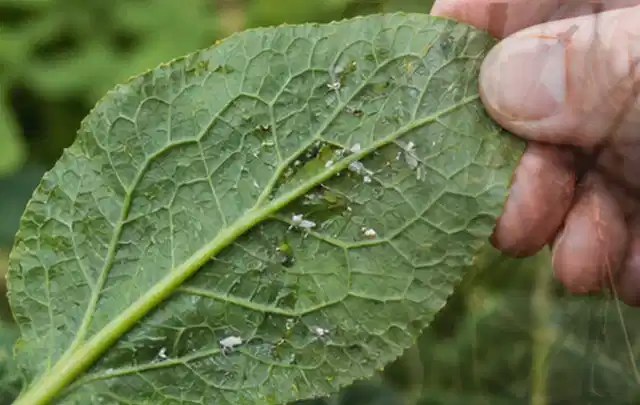 Hand hält ein Blatt mit kleinen hellen Schädlingen auf der Unterseite; Thema Ameisen, Schwerpunkt Rasenhilfe; Kontrolle.