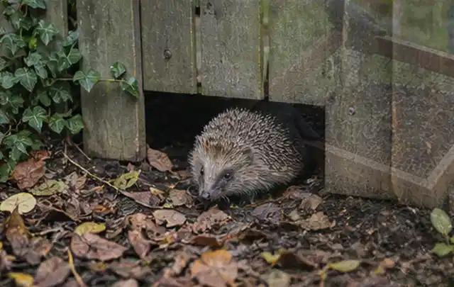 Igel nutzt einen bodennahen Durchgang unter einem hölzernen Gartenzaun; Thema Ameisen, Schwerpunkt Saison; Ausgangslage.