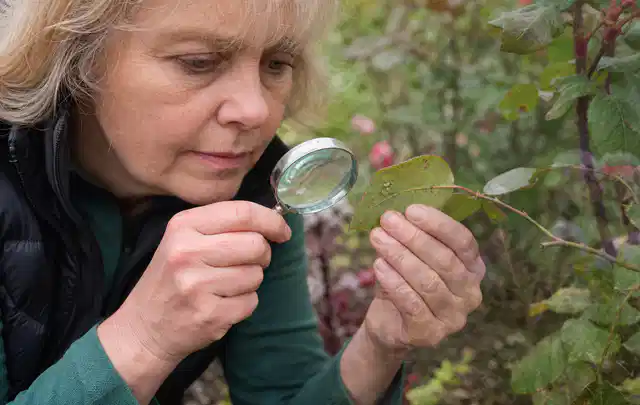 Person untersucht Blätter im Garten auf Schädlinge und Krankheitssymptome; Thema Ameisen, Schwerpunkt Saison; Umsetzung.