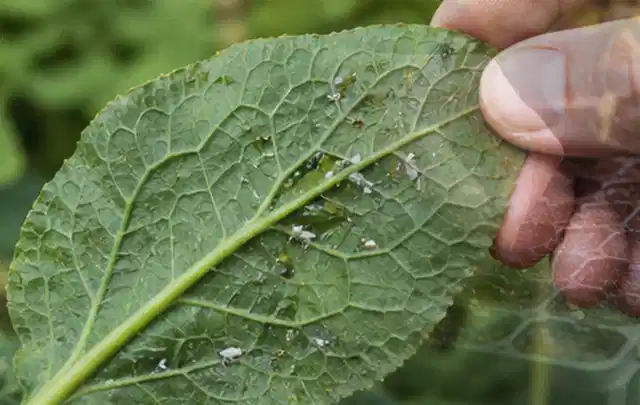 Hand hält ein Blatt mit kleinen hellen Schädlingen auf der Unterseite; Thema Ameisen, Schwerpunkt Saison; Kontrolle.