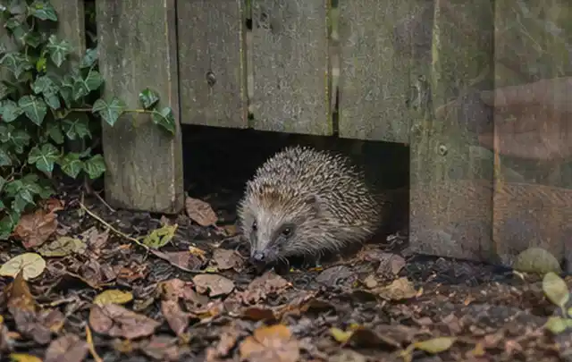 Igel nutzt einen bodennahen Durchgang unter einem hölzernen Gartenzaun; Thema Ameisen, Schwerpunkt Schadbild; Kontrolle.