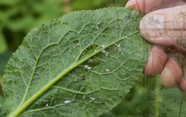 Hand hält ein Blatt mit kleinen hellen Schädlingen auf der Unterseite; Thema Ameisen, Schwerpunkt Schädlinge Krankheiten; Ausgangslage.