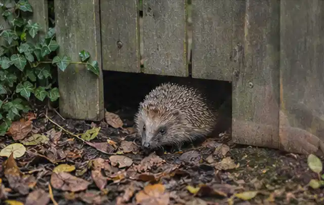 Igel nutzt einen bodennahen Durchgang unter einem hölzernen Gartenzaun; Thema Ameisen, Schwerpunkt Schädlinge Krankheiten; Kontrolle.