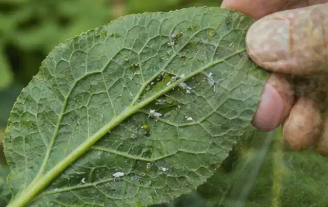 Hand hält ein Blatt mit kleinen hellen Schädlingen auf der Unterseite; Thema Ameisen, Schwerpunkt Soforthilfe; Umsetzung.