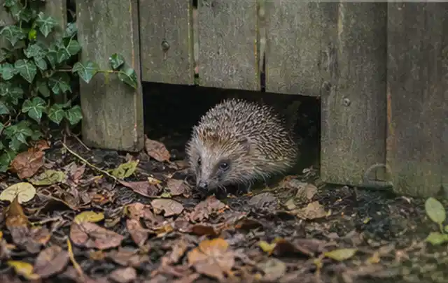 Igel nutzt einen bodennahen Durchgang unter einem hölzernen Gartenzaun; Thema Ameisen, Schwerpunkt Soforthilfe; Ergebnis.