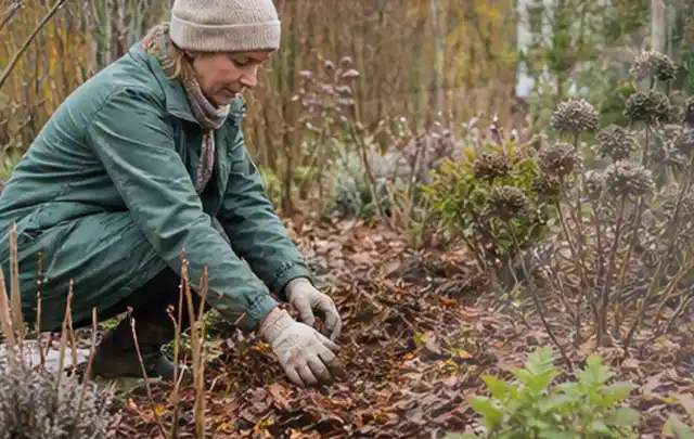 Person verteilt eine schützende Mulchschicht zwischen winterlichen Stauden; Thema Ameisen, Schwerpunkt Soforthilfe; Praxisalltag.