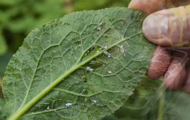Hand hält ein Blatt mit kleinen hellen Schädlingen auf der Unterseite; Thema Ameisen, Schwerpunkt Ursachen; Ergebnis.