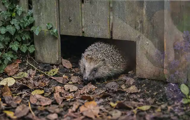 Igel nutzt einen bodennahen Durchgang unter einem hölzernen Gartenzaun; Thema Ameisen, Schwerpunkt Ursachen; Praxisalltag.