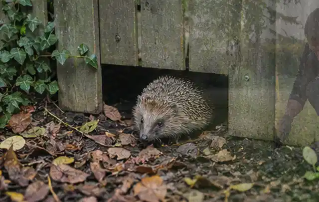 Igel nutzt einen bodennahen Durchgang unter einem hölzernen Gartenzaun; Thema Ameisen, Schwerpunkt Vorbeugung; Umsetzung.