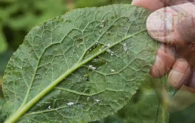 Hand hält ein Blatt mit kleinen hellen Schädlingen auf der Unterseite; Thema Ameisen, Schwerpunkt Vorbeugung; Ergebnis.