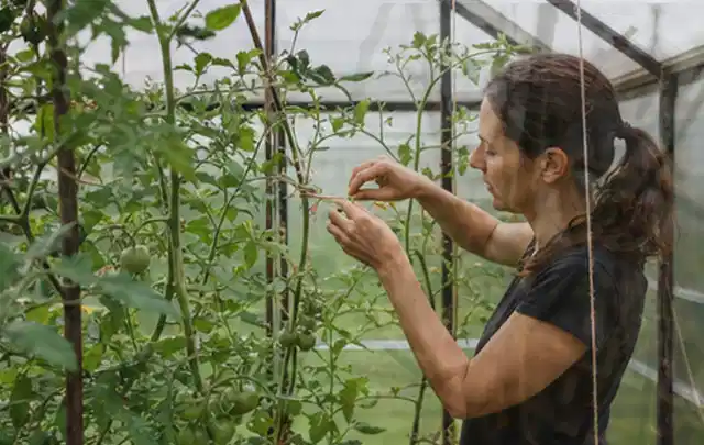 Person bindet junge Tomatentriebe in einem privaten Gewächshaus vorsichtig an; Thema Anlehngewächshaus, Schwerpunkt Aufbau; Praxisalltag.