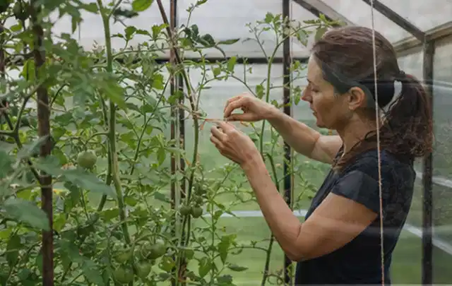 Person bindet junge Tomatentriebe in einem privaten Gewächshaus vorsichtig an; Thema Anlehngewächshaus, Schwerpunkt Dimensionierung; Ergebnis.