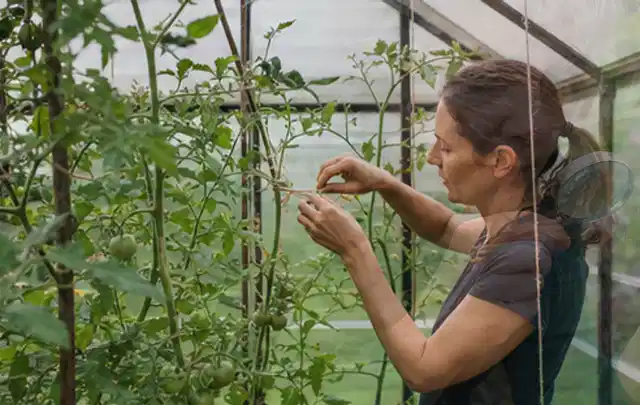 Person bindet junge Tomatentriebe in einem privaten Gewächshaus vorsichtig an; Thema Anlehngewächshaus, Schwerpunkt DIY; Umsetzung.