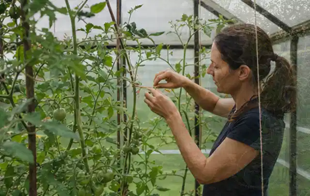 Person bindet junge Tomatentriebe in einem privaten Gewächshaus vorsichtig an; Thema Anlehngewächshaus, Schwerpunkt Fundament; Ausgangslage.